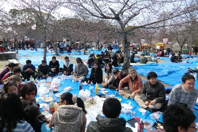 hanami_20110403_1095