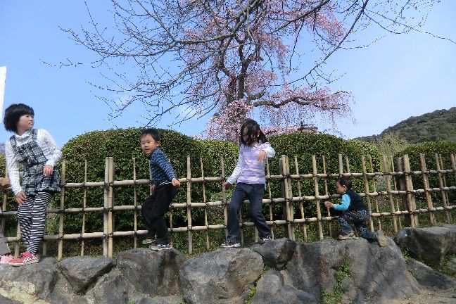 hanami_20110403_1102